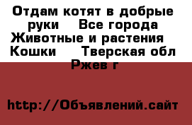 Отдам котят в добрые руки. - Все города Животные и растения » Кошки   . Тверская обл.,Ржев г.